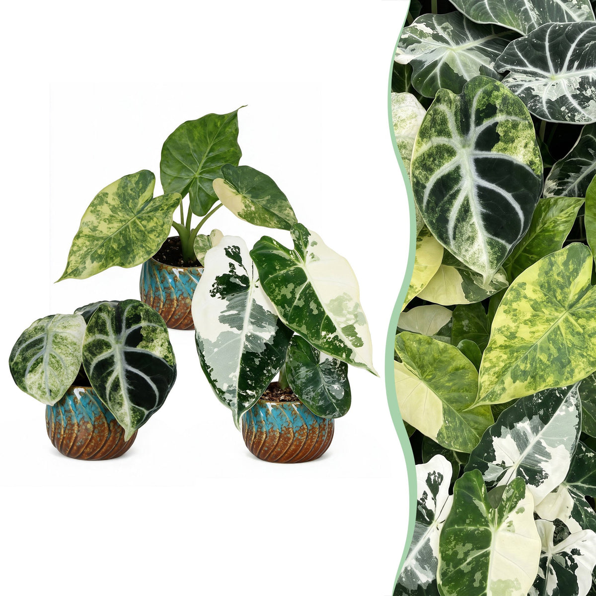 3× Baby Alocasia Tricolour Variegata (Elefantenohr) inkl. Copper Reef – Ø6 cm, 5–15 cm hoch