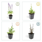 Salvia nemorosa 'Ostfriesland' (Salbei) – 48 Pflanzen, Ø 9 cm, 10–25 cm hoch