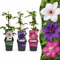 Clematis 'Tricolour' (driekleurige bosrank) – paars-roze-wit – 6 planten, Ø9 cm, 35 cm hoog