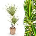 Dracaena Sunray (arbre dragonnier) avec panier – Ø17 cm, 70–75 cm de haut