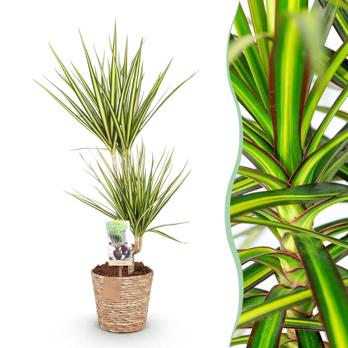 Dracaena Sunray (drakenboom) met mand – Ø17 cm, 70–75 cm hoog