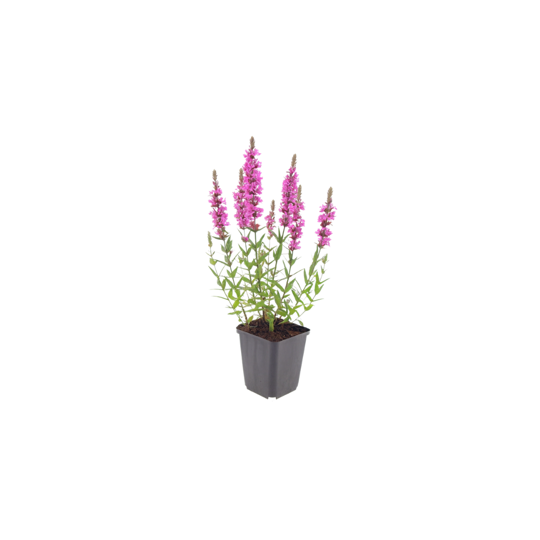 Lythrum salicaria (Blutweiderich) – 6 Pflanzen, Ø9 cm, 10–25 cm hoch – Bild 2