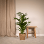 Areca palm (Dypsis) – Ø17 cm, 70 cm hoog