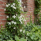 Clematis montana 'Wilsonii' (clématite grimpante) – blanc – 2 plants, Ø9 cm, 35 cm de haut