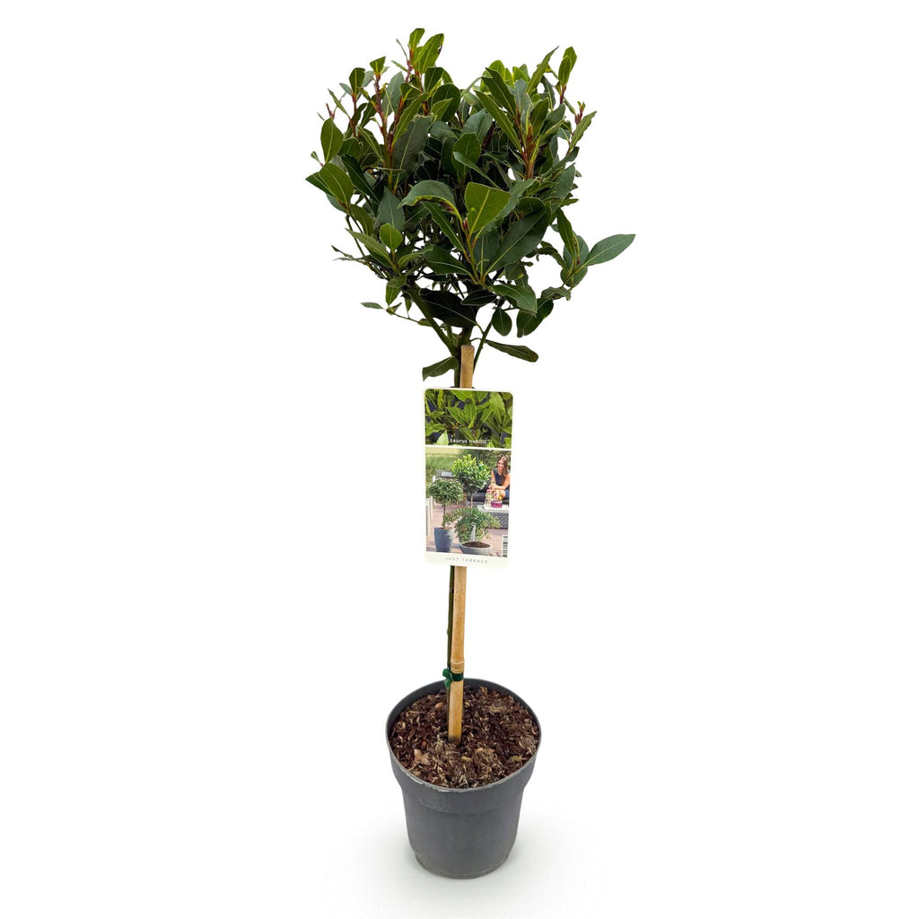 Laurus nobilis (Lorbeer) auf Stamm – Ø 19 cm, 90 cm hoch – Bild 2