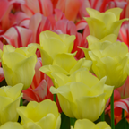 Tulpe 'World Friendship' – 20 Blumenzwiebeln (Zwiebelgröße 11/12)