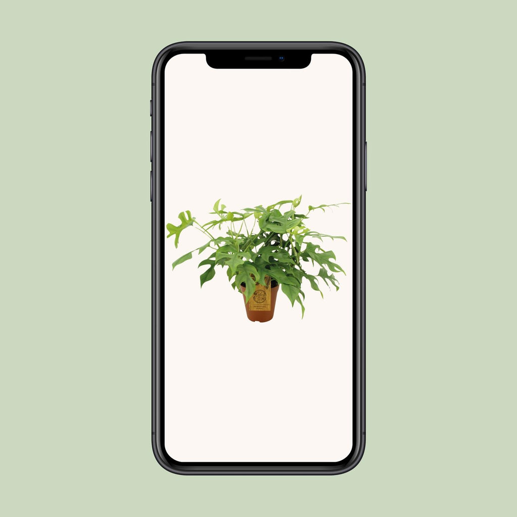 Monstera Minima (mini-monstera) – Ø15 cm, 40 cm de haut – photo 4