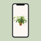 Monstera Minima (mini-monstera) – Ø15 cm, 40 cm de haut