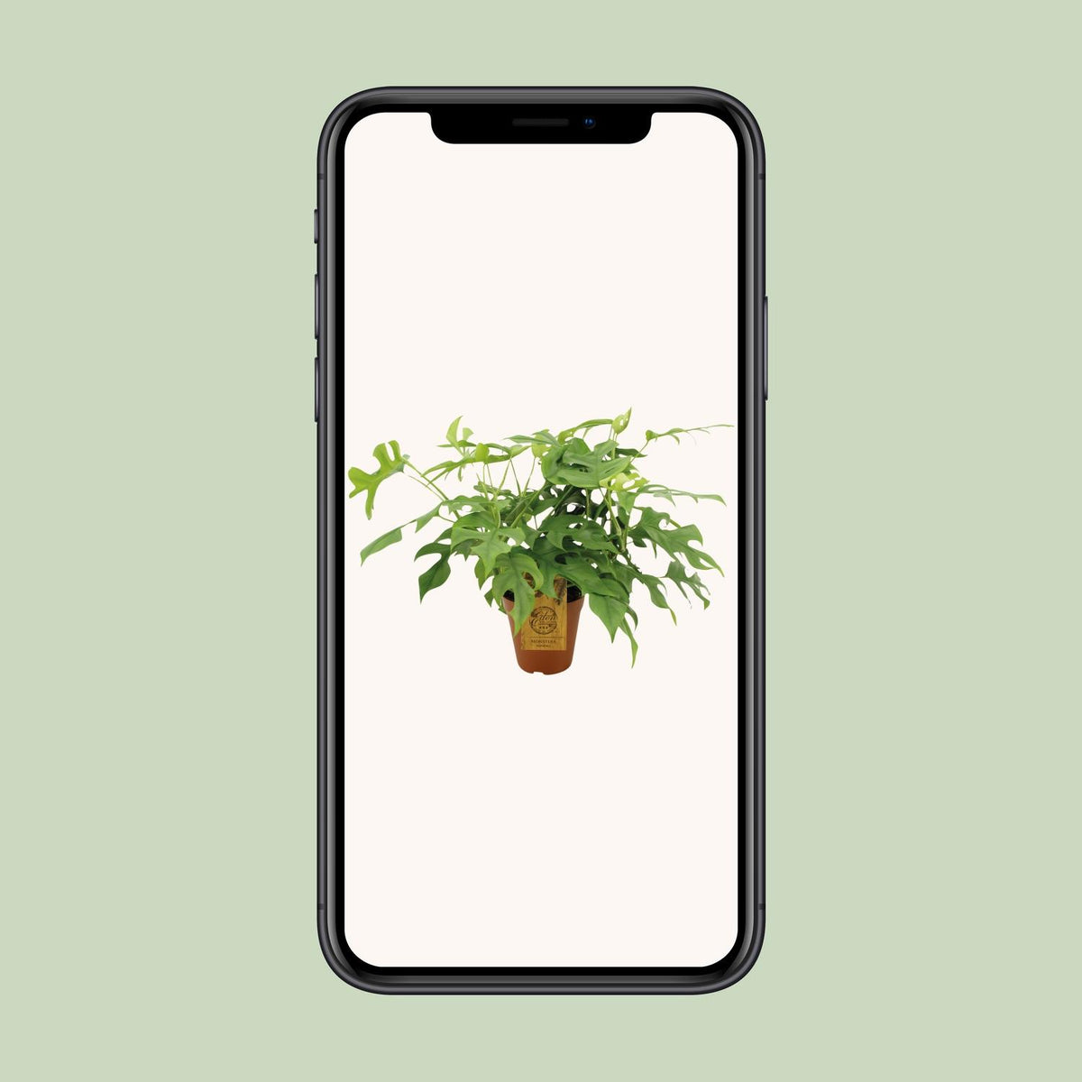 Monstera Minima (Mini-Monstera) – Ø 15 cm, 40 cm hoch