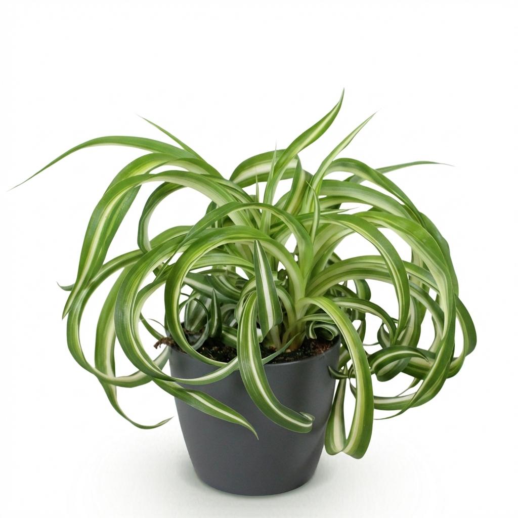 Chlorophytum comosum Bonnie (plante-araignée) en pot décoratif Potter gris – Ø12 cm, 20 cm de haut – photo 2