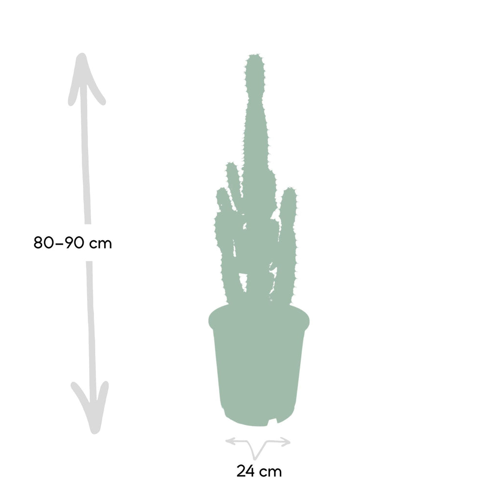 Euphorbia Acrurensis – Ø24 cm, 60 cm de haut