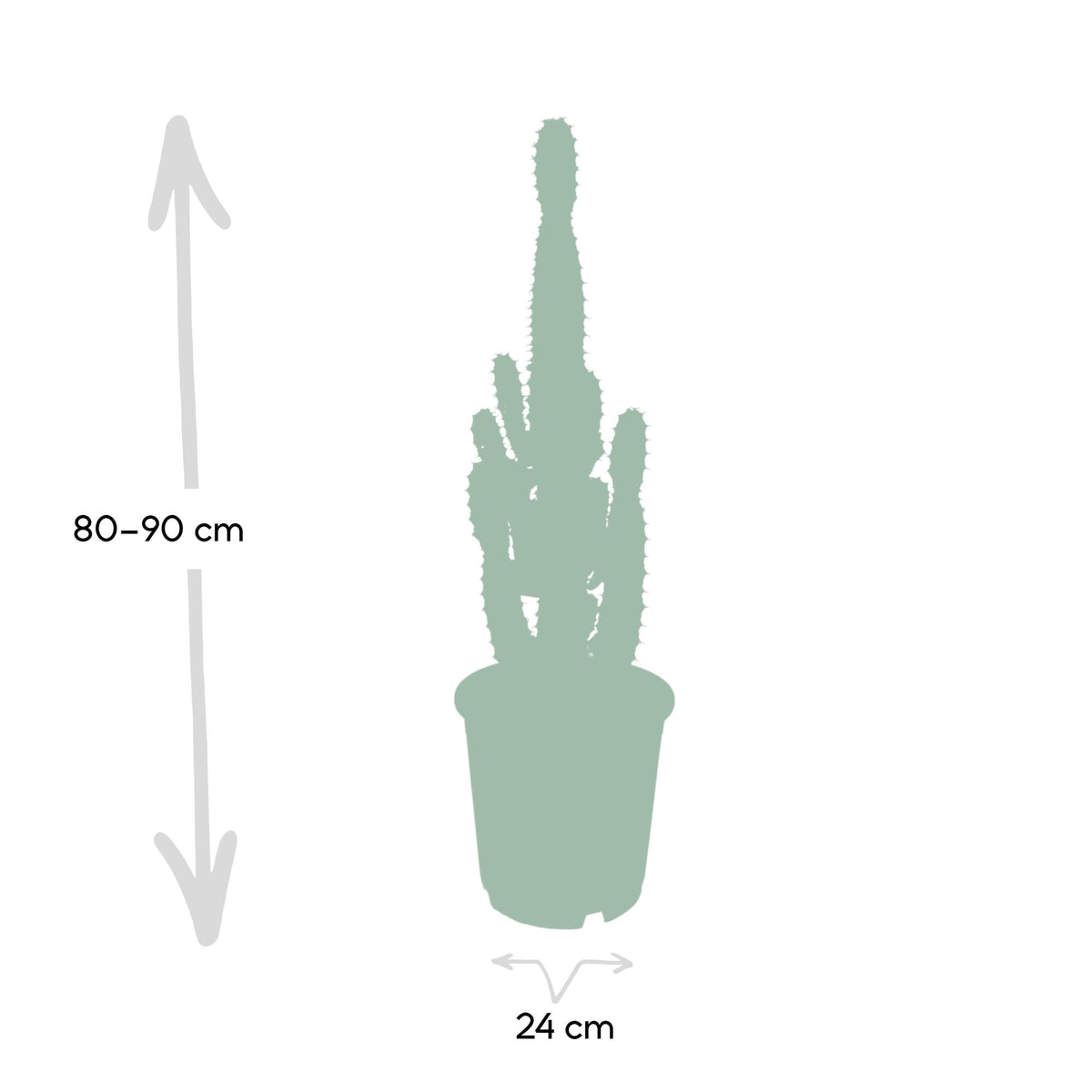 Euphorbia Acrurensis – Ø24 cm, 60 cm høj