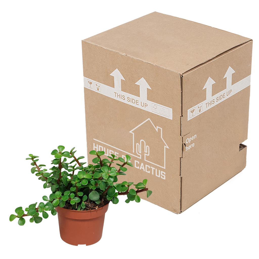 Portulacaria afra (kødbønne) uden urtepotte – Ø11 cm, 25 cm høj