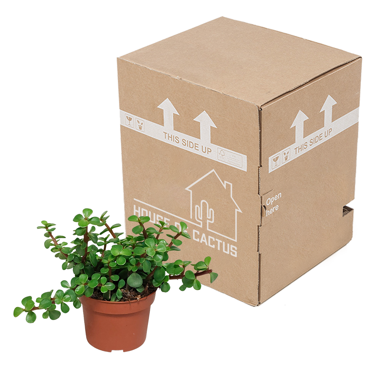 Portulacaria afra (kødbønne) uden urtepotte – Ø11 cm, 25 cm høj