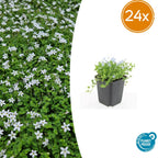 Isotoma fluviatilis 'Alba-' (blått marktäcke) – 24 plantor, Ø 9 cm, 10–25 cm hög