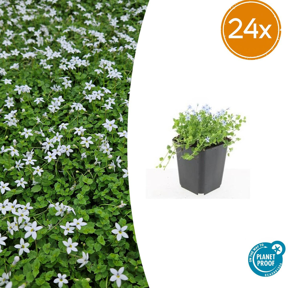 Isotoma fluviatilis 'Alba-' (blått marktäcke) – 24 plantor, Ø 9 cm, 10–25 cm hög – bild 2