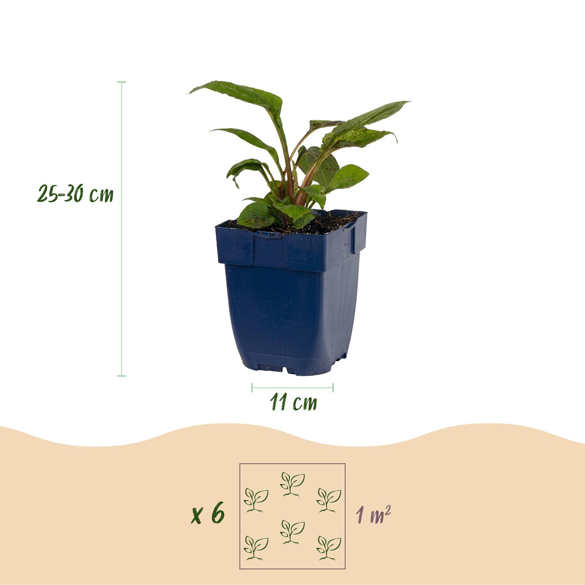 Borderpakket bijen en vlinderlokkend – 6 planten, Ø11 cm, 15–25 cm hoog