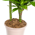 Dracaena Deremensis Green Jewel (arbre dragonnier) – Ø19 cm, 70–90 cm de haut