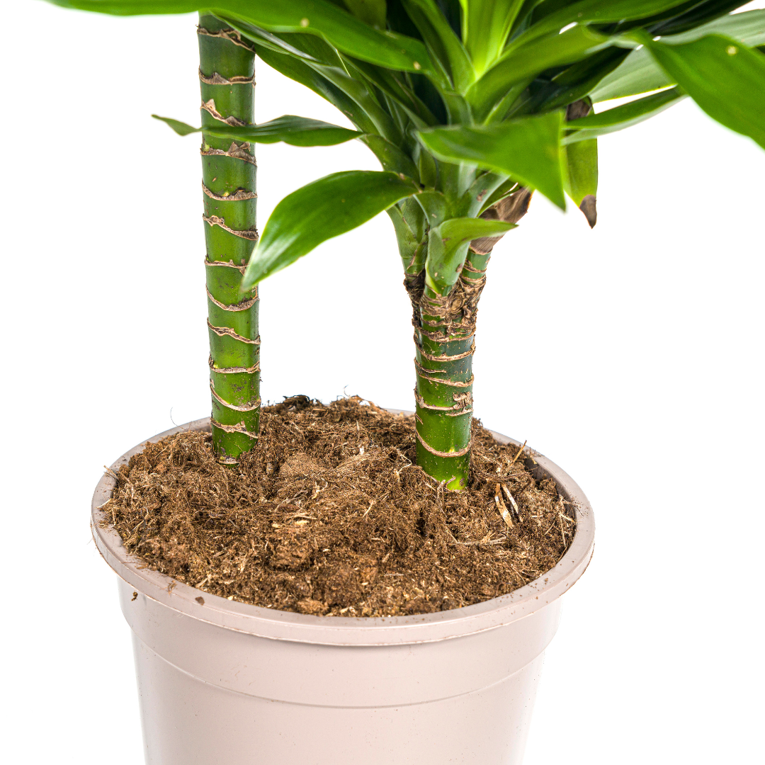Dracaena Deremensis Green Jewel (drakenboom) – Ø19 cm, 70–90 cm hoog