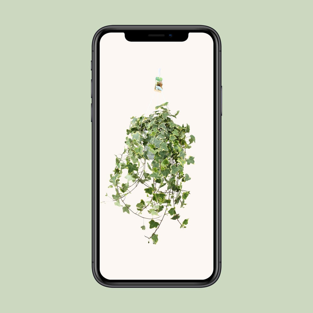 Hedera Helix Gold Child (klimop) – Ø24 cm