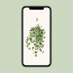 Hedera Helix Gold Child (klimop) – Ø24 cm
