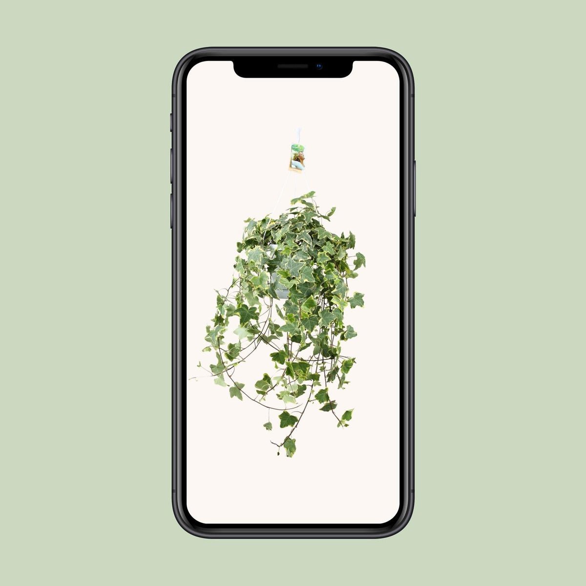 Hedera Helix Gold Child (klimop) – Ø24 cm