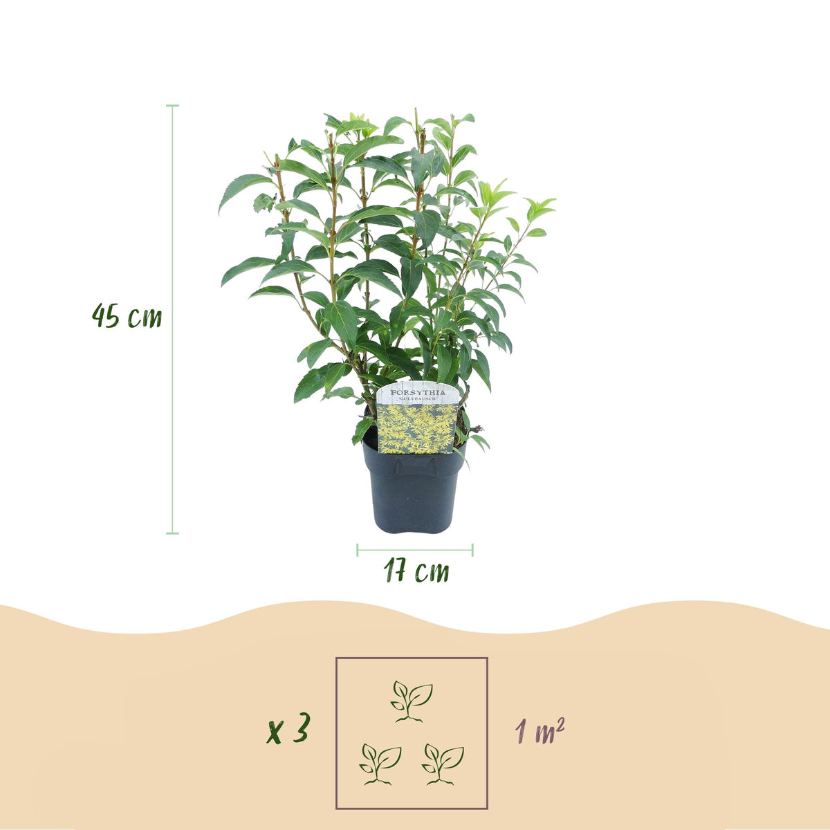 Heesters Forsythia intermedia Goldrauch – geel – Ø17 cm, 45 cm hoog – foto 3