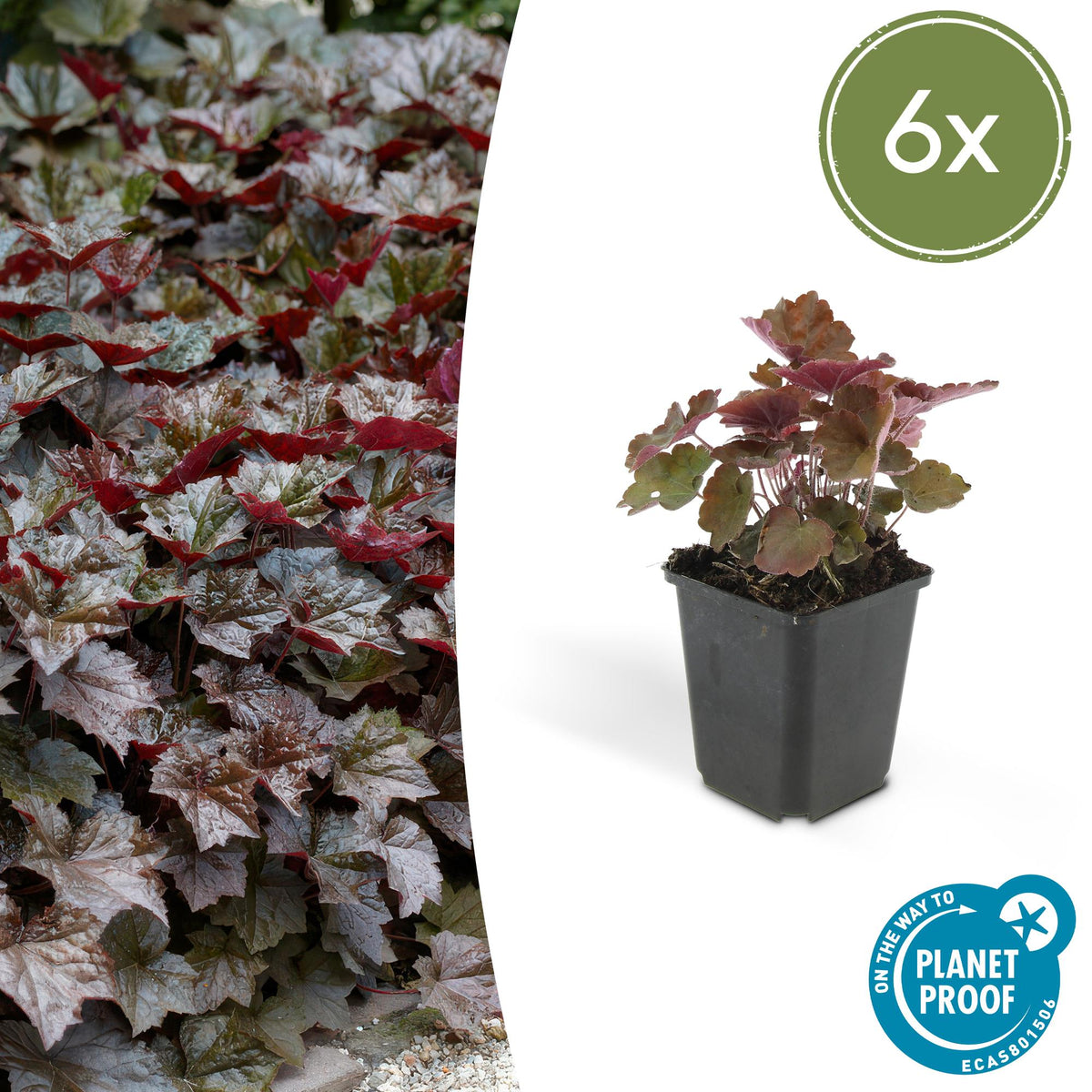 Heuchera mic. 'Palace Purple' (purperklokje) – 6 planten, Ø9 cm, 10–25 cm hoog