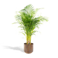 Areca palm (Dypsis) – Ø24 cm – art. 1461