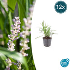 Liriope muscari 'Monroe White' (Liliengras) – 12 Pflanzen, Ø 9 cm, 10–25 cm hoch
