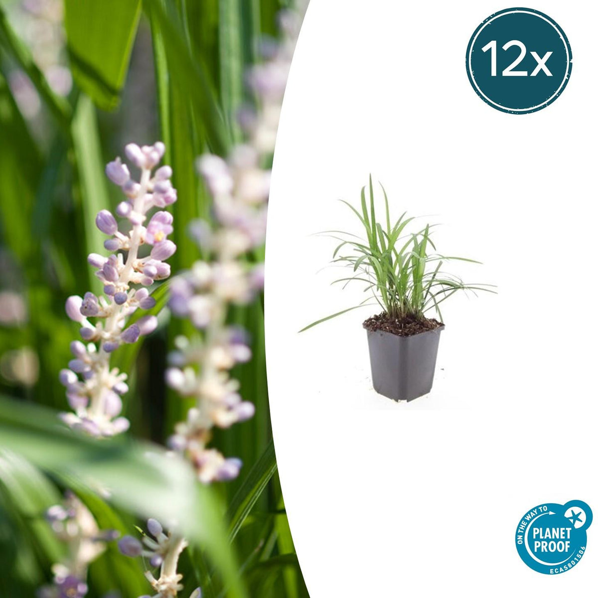 Liriope muscari 'Monroe White' (Liliengras) – 12 Pflanzen, Ø 9 cm, 10–25 cm hoch – Bild 2