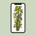 Epipremnum Pinnatum (scindapsus) – Ø24 cm, 120 cm de haut
