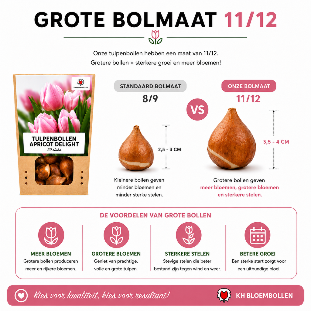 Tulpe 'Apricot Delight' – 20 Blumenzwiebeln (Zwiebelgröße 11/12)