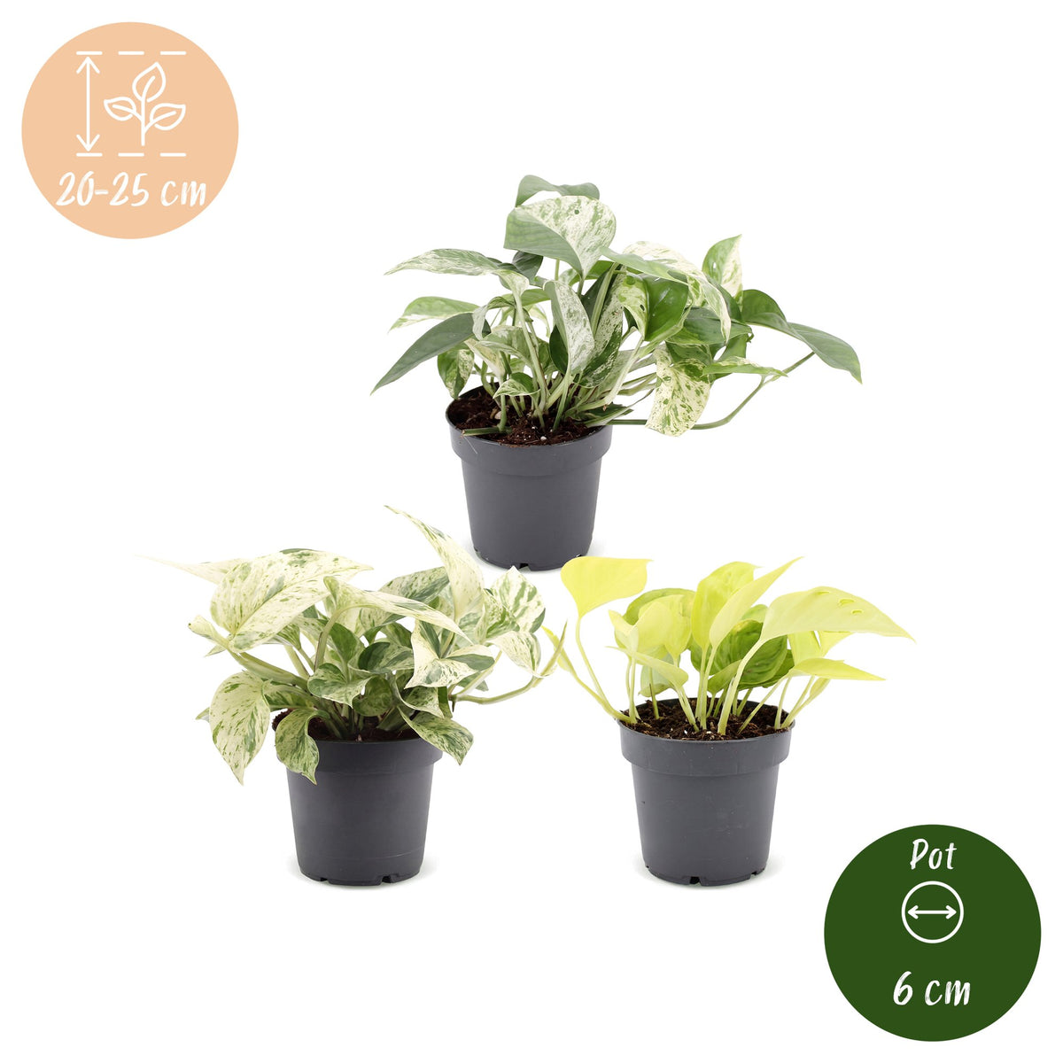 3× Epipremnum Tricolour (scindapsus) – Ø6 cm, 20–25 cm høj