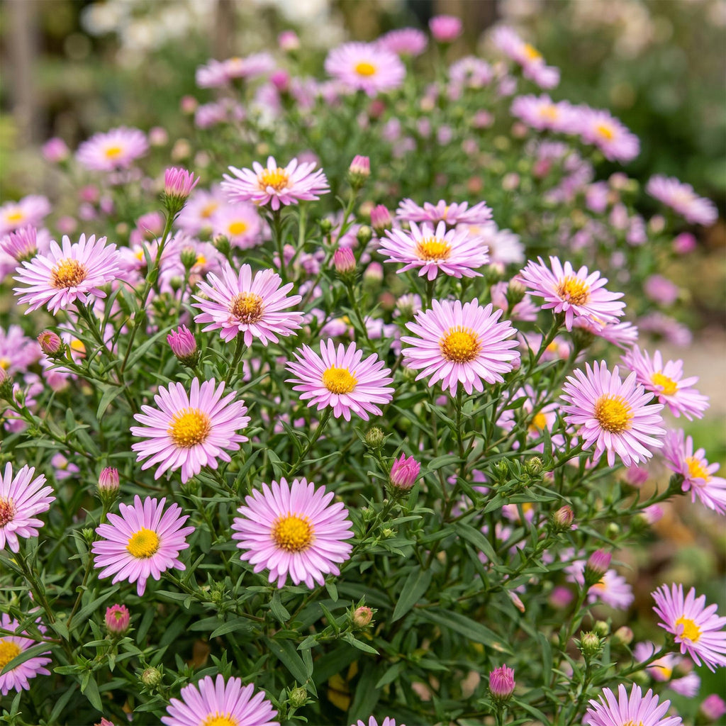 Aster 'Wood’s Pink' – roze – 3 planten, Ø11 cm, 15–25 cm hoog – foto 5
