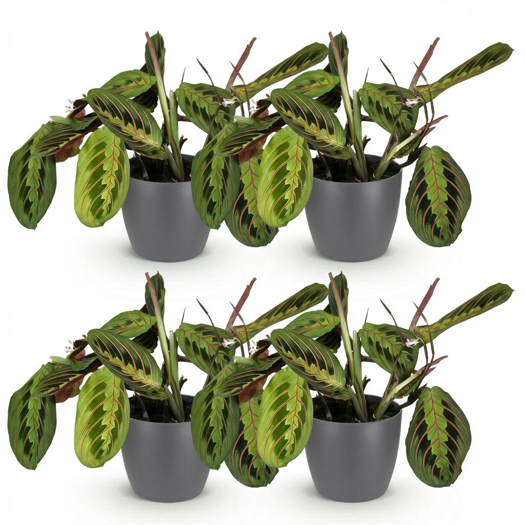 4× Maranta Fascinator Tricolour (bedplant) i Potter-pyntepotte grå – Ø12 cm, 25 cm høj