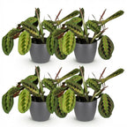 4× Maranta Fascinator Tricolour (bedplant) i Potter-pyntepotte grå – Ø12 cm, 25 cm høj