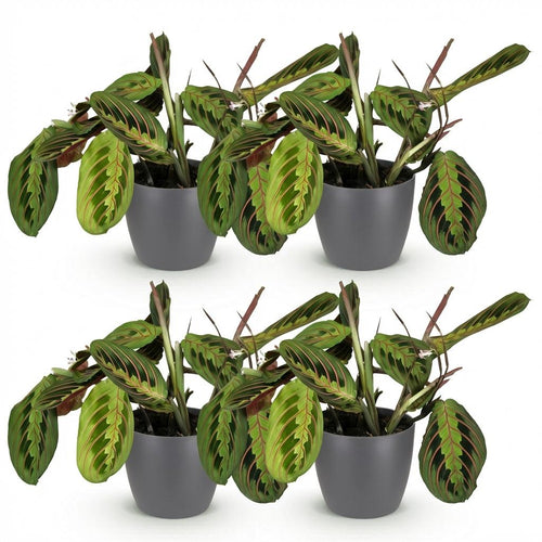 4× Maranta Fascinator Tricolour (plante prieuse) en pot décoratif Potter gris – Ø12 cm, 25 cm de haut