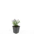 Aster 'Prof. Anton Kippenberg' – 24 Pflanzen, Ø9 cm, 10–25 cm hoch