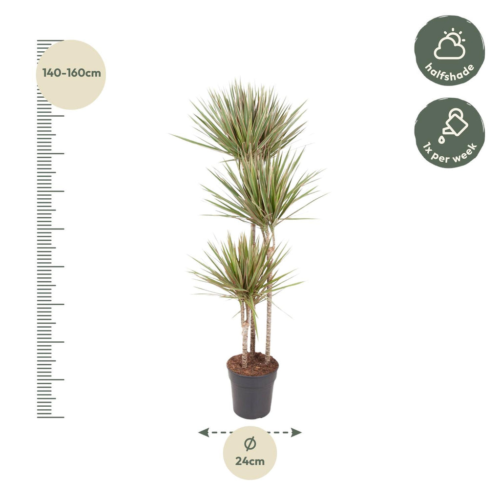 Dracaena Bicolor (dragebreg) – Ø24 cm, 150 cm høj