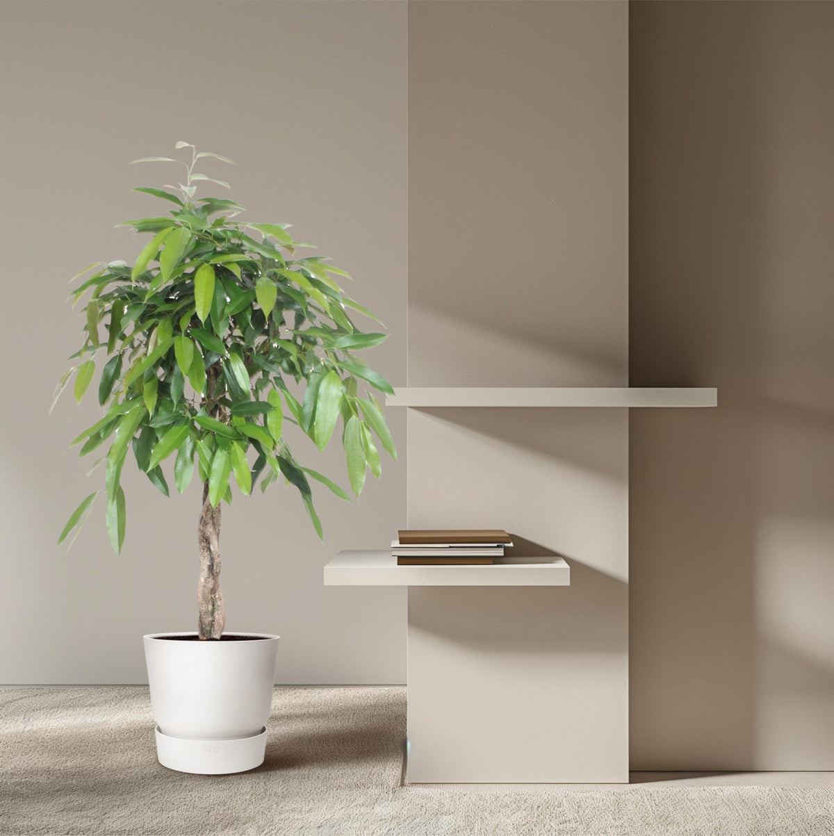 Ficus Amstel King gevlochten stam – Ø27 cm, 130 cm hoog