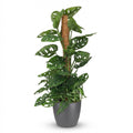 Monkey Mask (Monstera) im grauen Potter-Übertopf – Ø 19 cm, 90 cm hoch