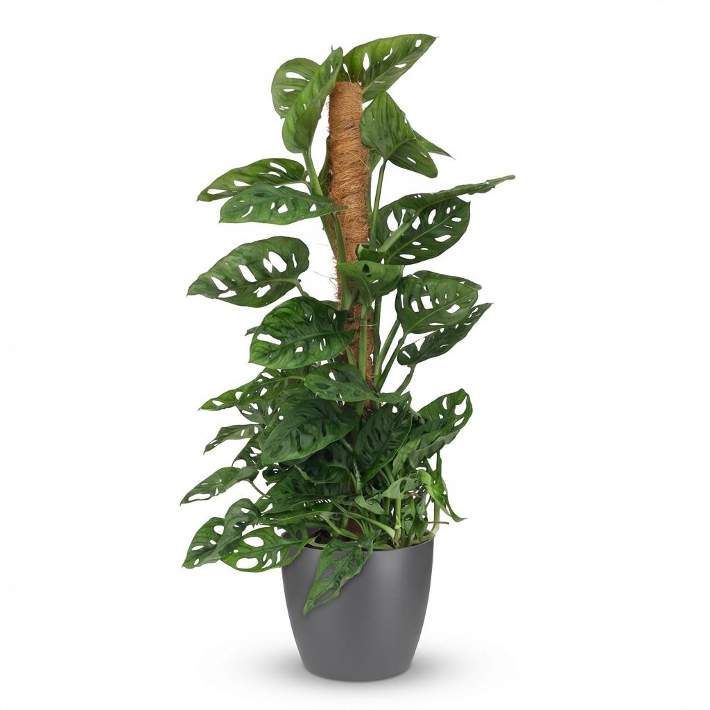 Monkey Mask (Monstera) im grauen Potter-Übertopf – Ø 19 cm, 90 cm hoch