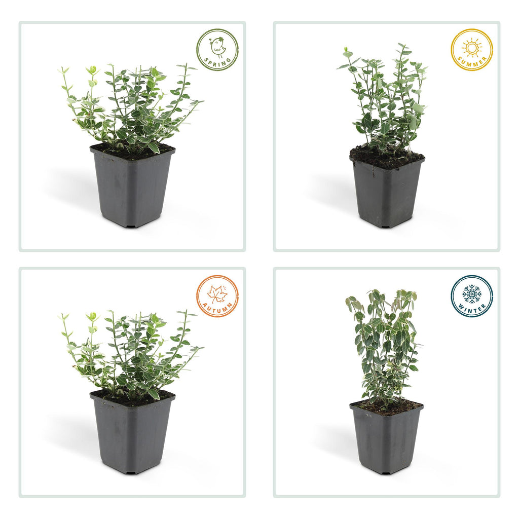 Euonymus fort. 'Emerald Gaiety' (spindle bush) – 12 plants, Ø9 cm, 10–25 cm high – photo 4