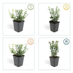 Euonymus fort. 'Emerald Gaiety' (spindle bush) – 12 plants, Ø9 cm, 10–25 cm high