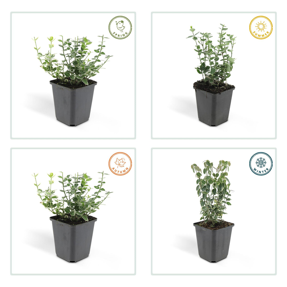 Euonymus fort. 'Emerald Gaiety' (spindle bush) – 12 plants, Ø9 cm, 10–25 cm high – photo 4