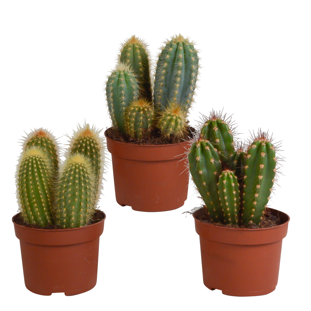 Cereus-blanding (Cactaceae) uden urtepotte – Ø11 cm, 23 cm høj