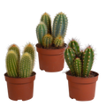 Cereus-blanding (Cactaceae) uden urtepotte – Ø11 cm, 23 cm høj