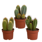Cereus-blanding (Cactaceae) uden urtepotte – Ø11 cm, 23 cm høj