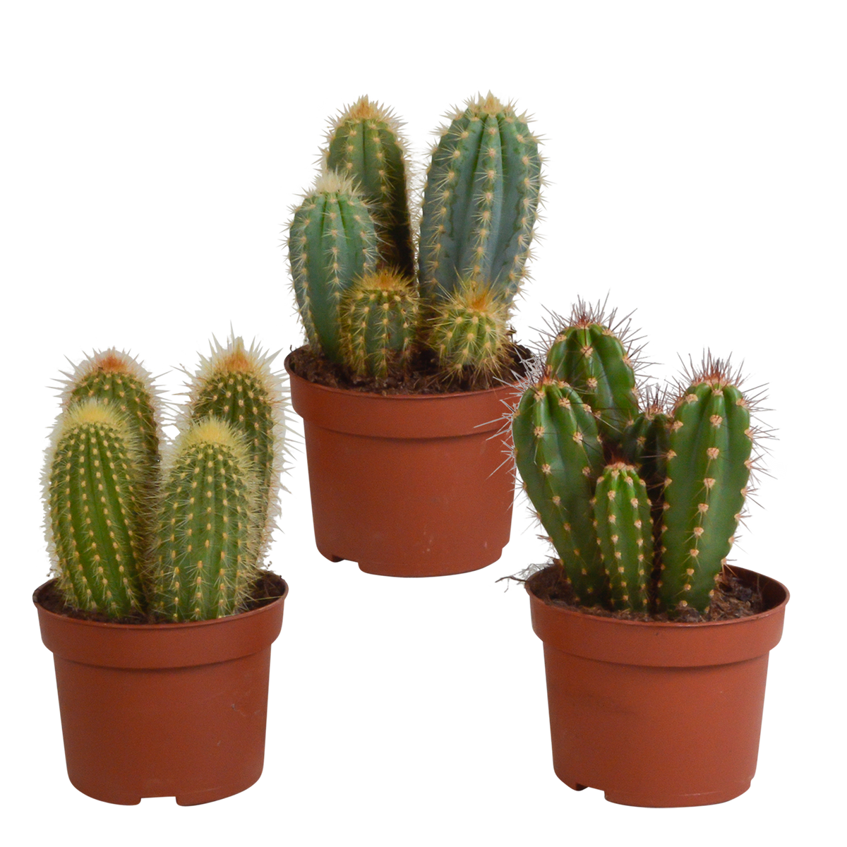Mélange de Céreus (Cactaceae) sans pot décoratif – Ø11 cm, 23 cm de haut